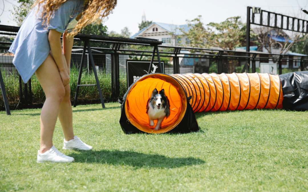 Fun and Effective Ways to Exercise Your Pet