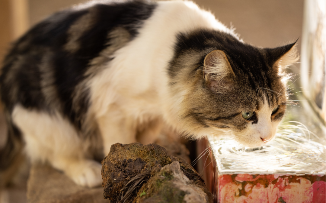 Purrfect Hydration: How to Get Your Cat to Drink More Water